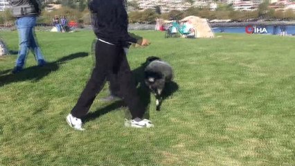 Avcılar Sahili'nde Otlayan Minik Kuzu İlgi Odağı Oldu