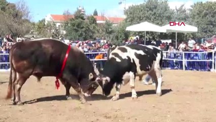 Muğla Datça'da Boğa Güreşleri Geleneği Yaşatılıyor