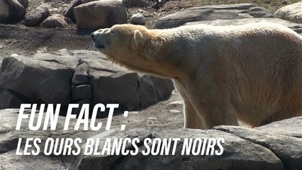 Les ours blancs...ont la peau noire !
