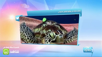 مصور يلتقط فيديو لسلحفاة غلبها النعاس في البحر