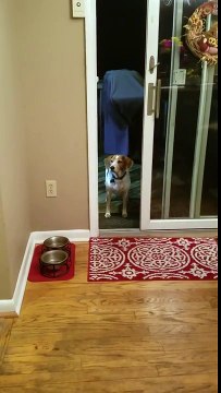 video drole : Un chien demande à ce qu'on lui ouvre la fenêtre