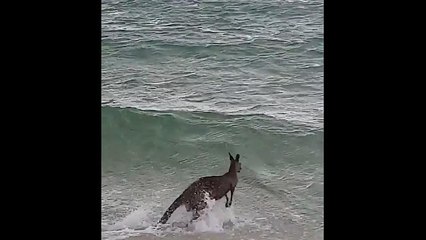 Watch : Police save drowning kangaroo in Rosebud, Victoria