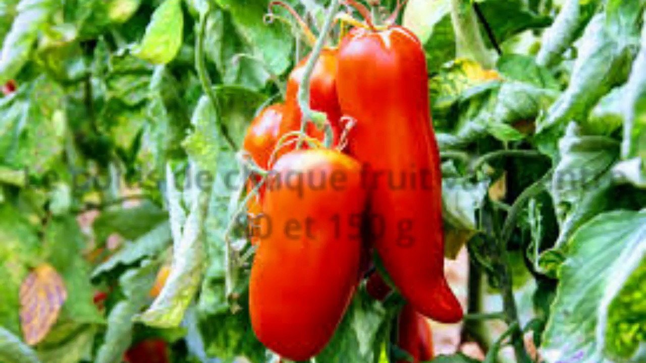 12 meilleures varietes de tomates anciennes tomate ananas tomate coeur de boeuf tomate rose de berne tomate cornue des andes tomate delice du jardin