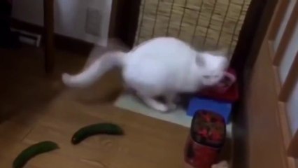 The most ridiculous stories of cats