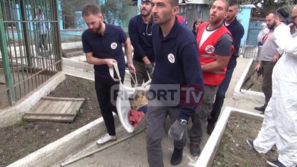 Report Tv - Shpëtohen kafshët e Fierit, transportohen nga kopshti zoologjik privat në Tiranë