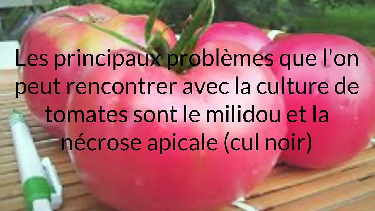 12 Meilleures Variétés De Tomates Anciennes: Tomate Rose De Berne Et Tomate Raisin Vert