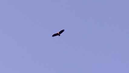 Bonelli's Eagle in Portugal