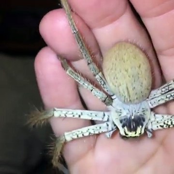 Cette araignée Huntsman tisse sa toile dans la main de son maitre