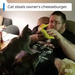 Son chat lui pique son burger... Gourmand le minou
