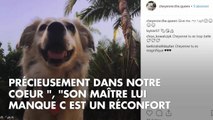 PHOTOS. Trop chou ! Cheyenne, la chienne de Johnny Hallyday, captivée par des images du rocker