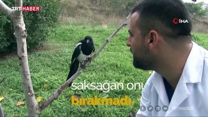 Saksağan kendisini tedavi eden veterinerden ayrılamıyor