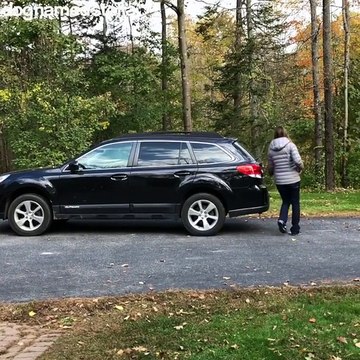 Un chien saute dans un énorme tas de feuilles