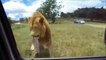All Wild Animals Attacking Vehicles _ Elephant, Lion, Goat ... attack car Compilation_low