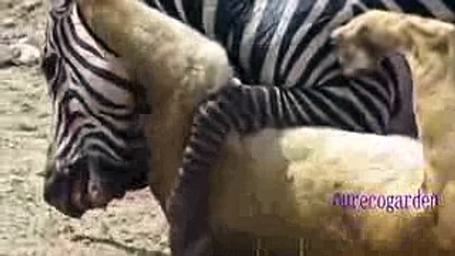 Lion vs Zebra Fighting Animals Attacks