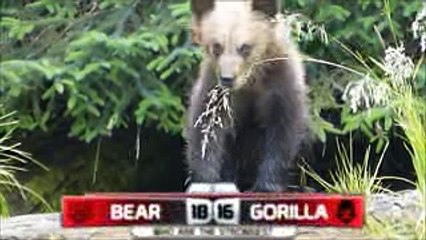 Best Fighting Bear Vs Gorilla Top Vedio