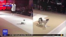 [투데이 영상] 귀여운 불청객의 '도도한 캣워크'