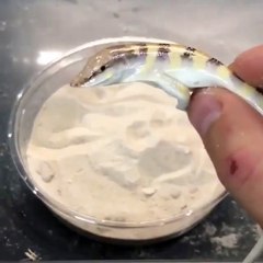 check how small lizard run around in sand