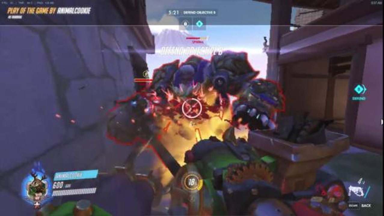 AnimalCookie Going Wild Hog