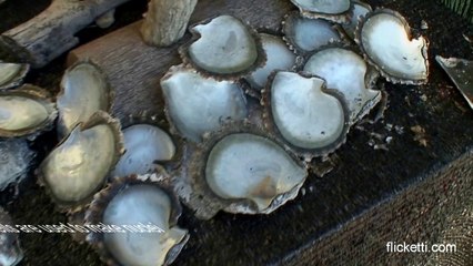 Bora Bora pearl farm