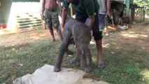 Injured baby elephant treated by wildlife officers !