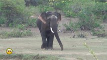 Wild tusker at the Yala national park !