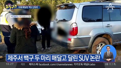 제주서 백구 두 마리 매달고 달린 SUV