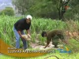 LLUVIAS AFECTAN CULTIVOS - HUANTA