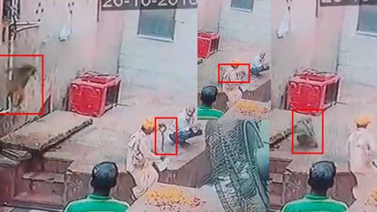 सपेरे के हाथ से सांप छीन कर भाग गया बंदर, CCTV में कैद हुई घटना