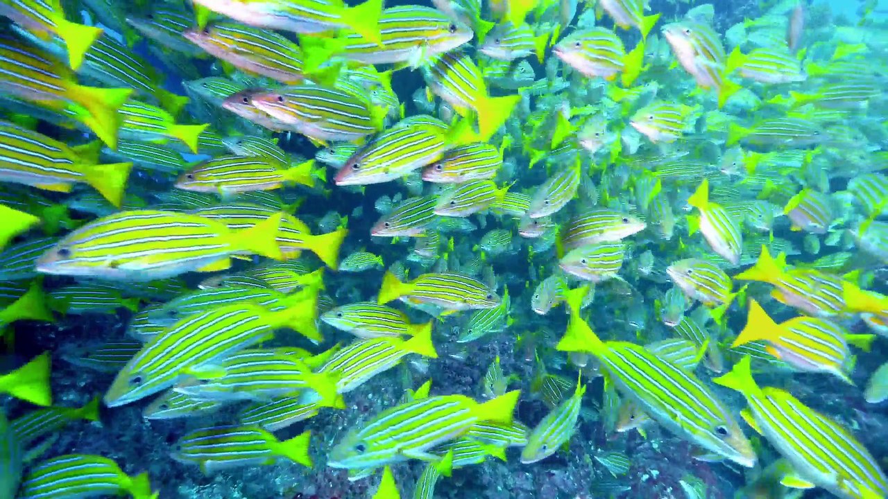 [Documentary] Attack and Defend Series 1 6of6 Underwater Warriors