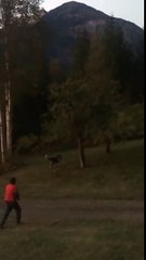 Au Canada, un grizzly charge un homme armé d'un fusil