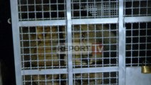 Report TV - Merr fund makthi i kafshëve të Safari Park, transferohen nga Fieri në Tiranë