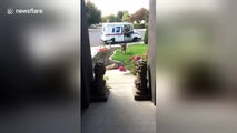 This dog loves fetching the mail