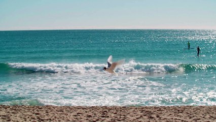 Mouettes sur la plage