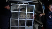 Report TV - Merr fund makthi i kafshëve të Safari Park, transferohen nga Fieri në Tiranë
