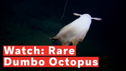Rare Video Of Dumbo Octopus
