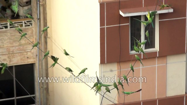 Bird man of India spreads love and kindness by serving food to birds