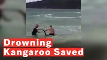 Police Officers Save Drowning Kangaroo