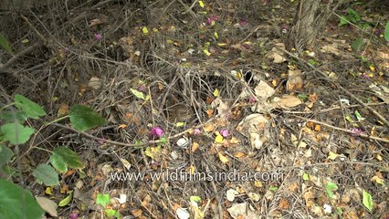 Grey Partridge sits on her clutch of eggs