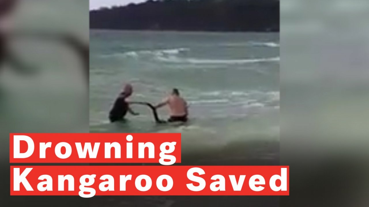 Police Officers Save Drowning Kangaroo