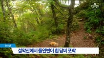 설악산 한계령에서 ‘알비노 담비’ 포착