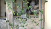 Parakeets galore come to this Chennai home at feeding time