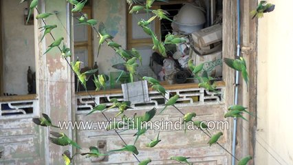 Parakeets galore come to this Chennai home at feeding time