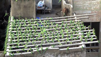 Parakeets line up on planks of wood laid out by India Birdman