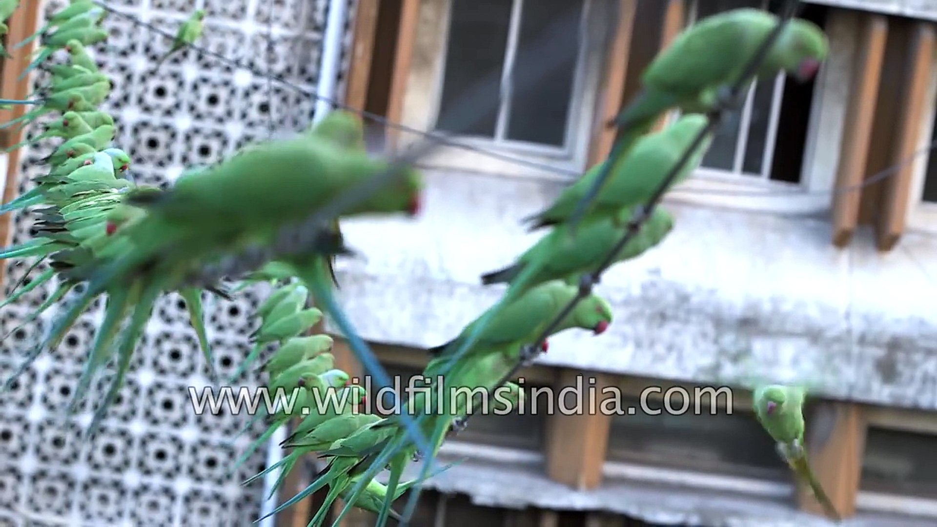 ⁣Parakeets swing on electric wires