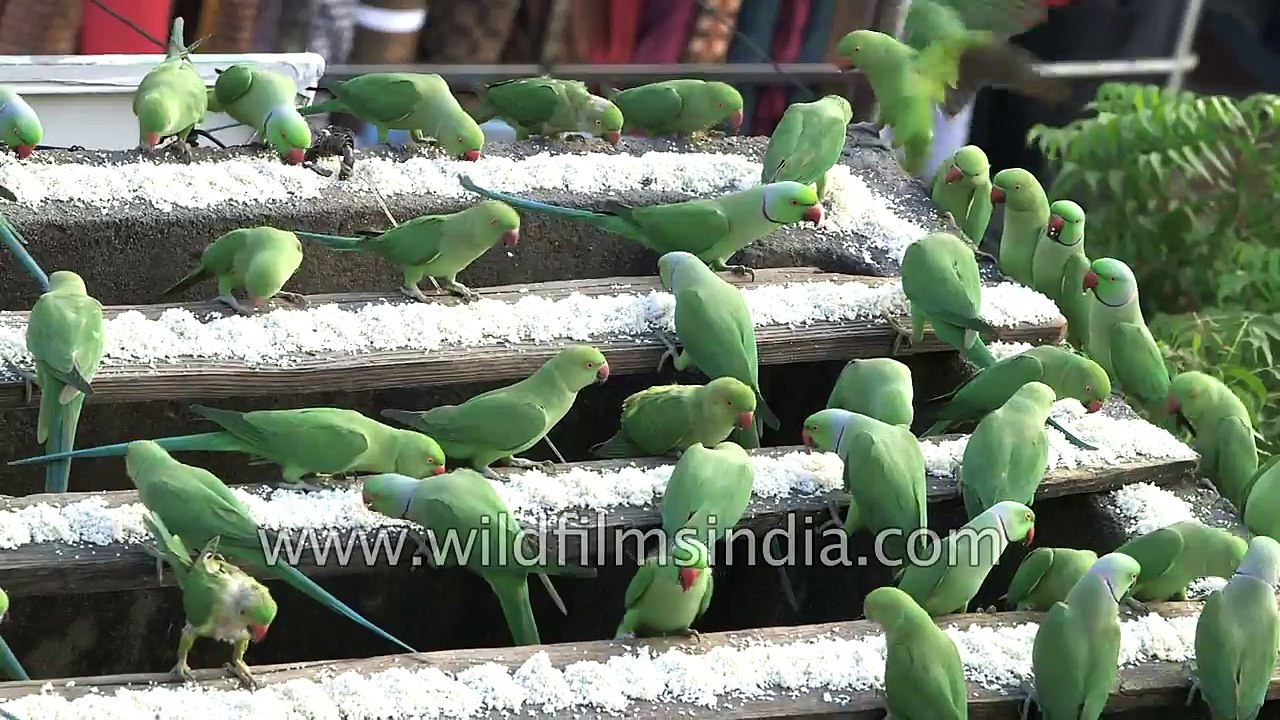 Yeppy its lunch time - 'Parakeets feed on rice...