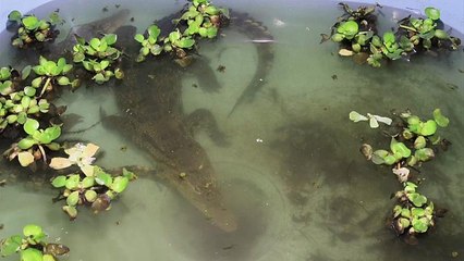 Крокодилы в церкви