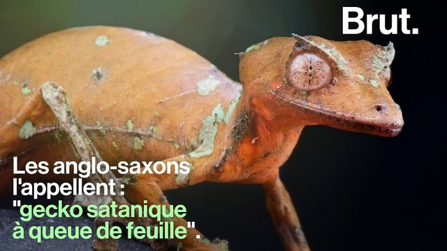 Le gecko satanique à queue de feuille est un maître du camouflage