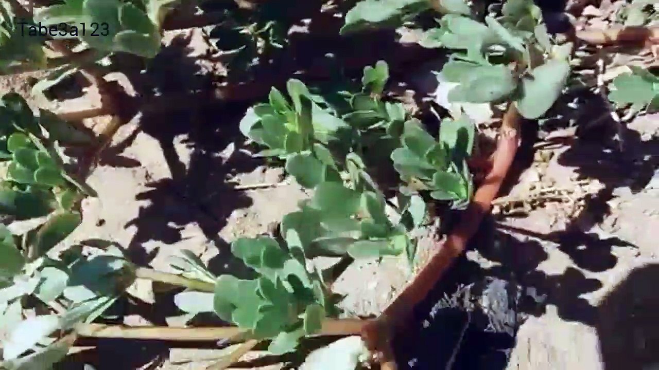 فوائد نبتة الرجلة و مكوناتها الغذائية