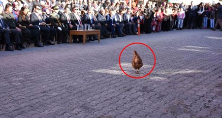 29 Ekim Törenine, Protokole Giren Tavuk Damga Vurdu