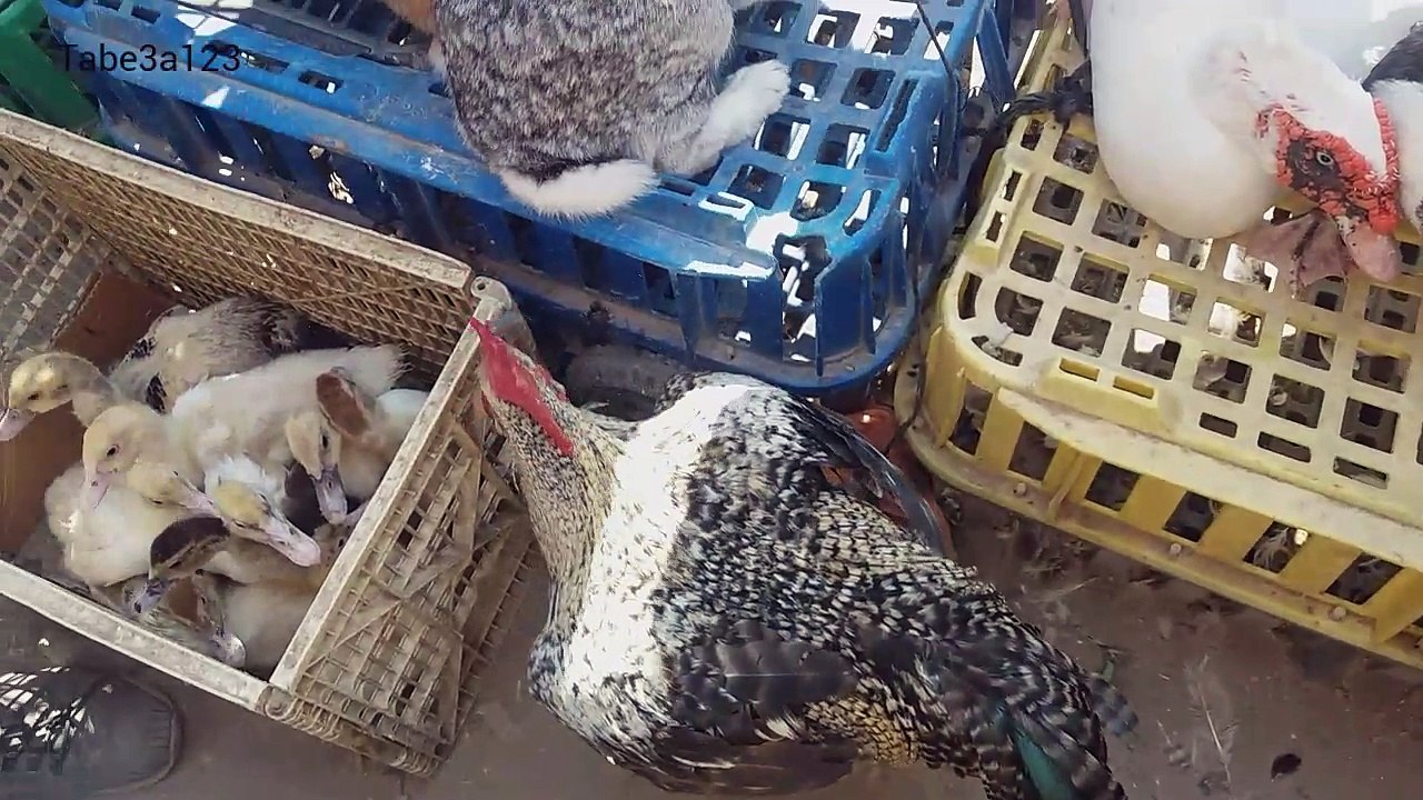 سوق الدواجن | الدجاج و البط و الديك الرومي و السمان والارانب